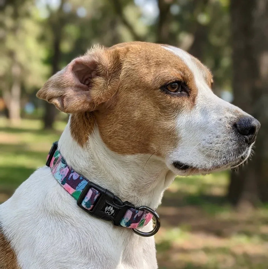 Collier pour chien Cactus