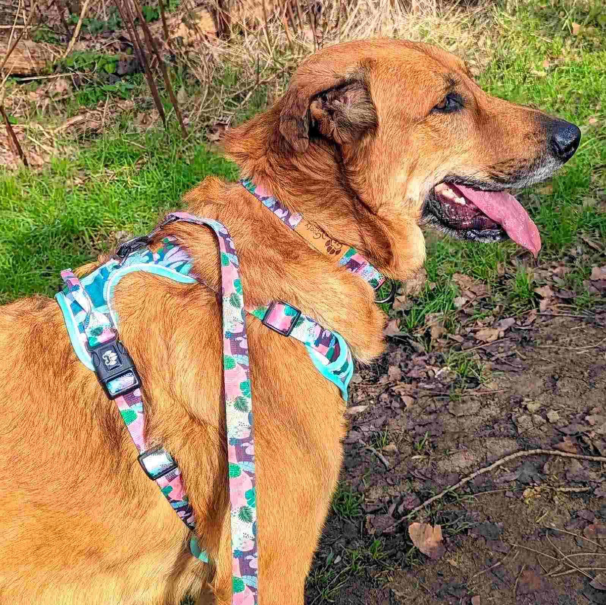Collier pour chien Cactus